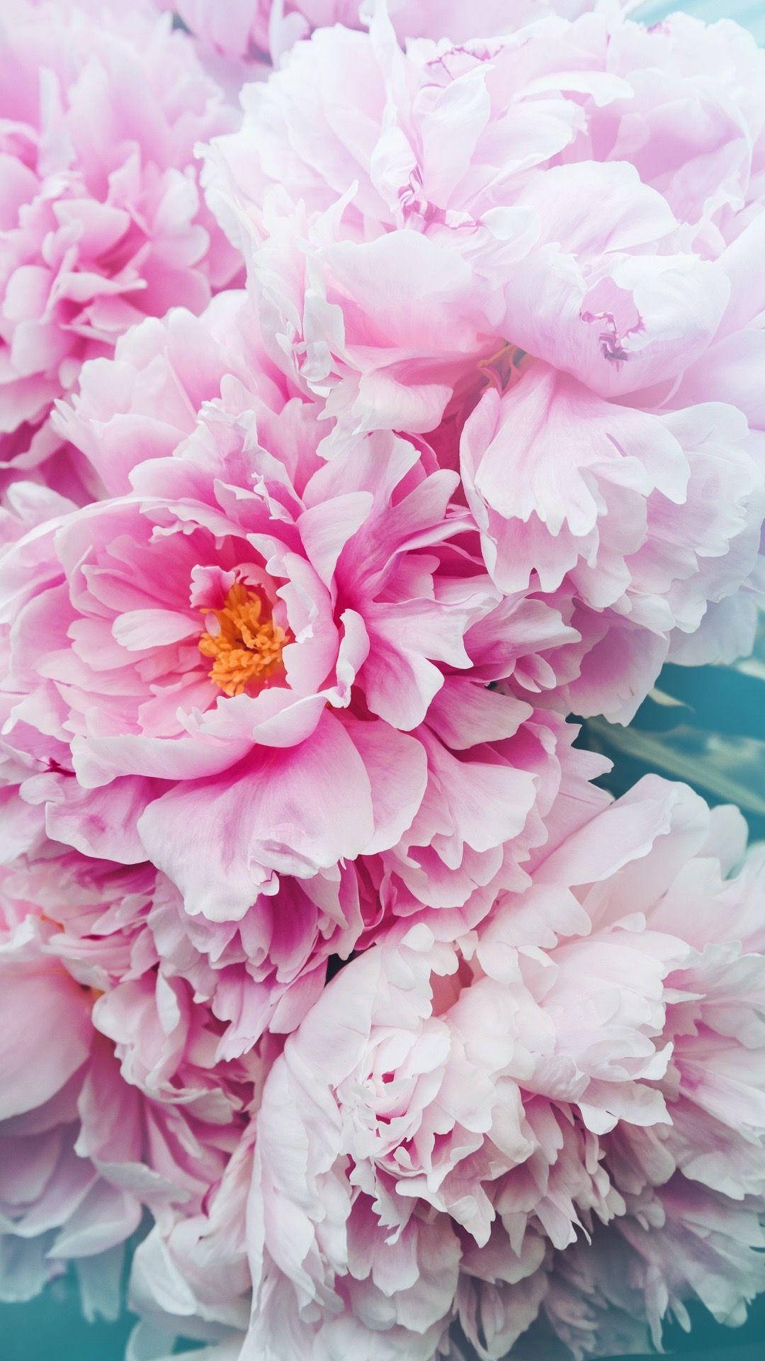 Blooming Pink Peony Flowers Wallpaper