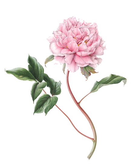 Blooming Pink Peony PNG