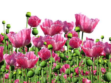Blooming Pink Poppies Field PNG