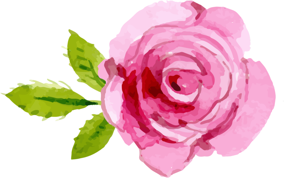 Blooming Pink Rose Illustration PNG