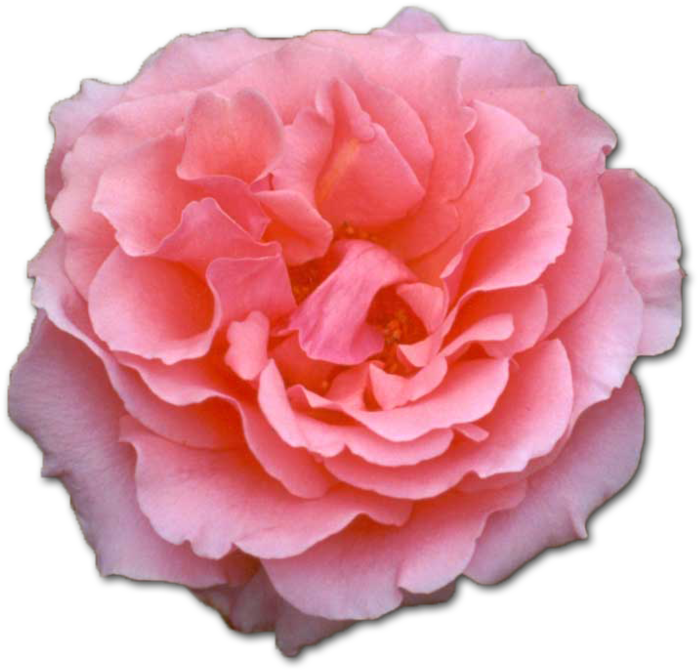 Blooming Pink Rose Isolated PNG