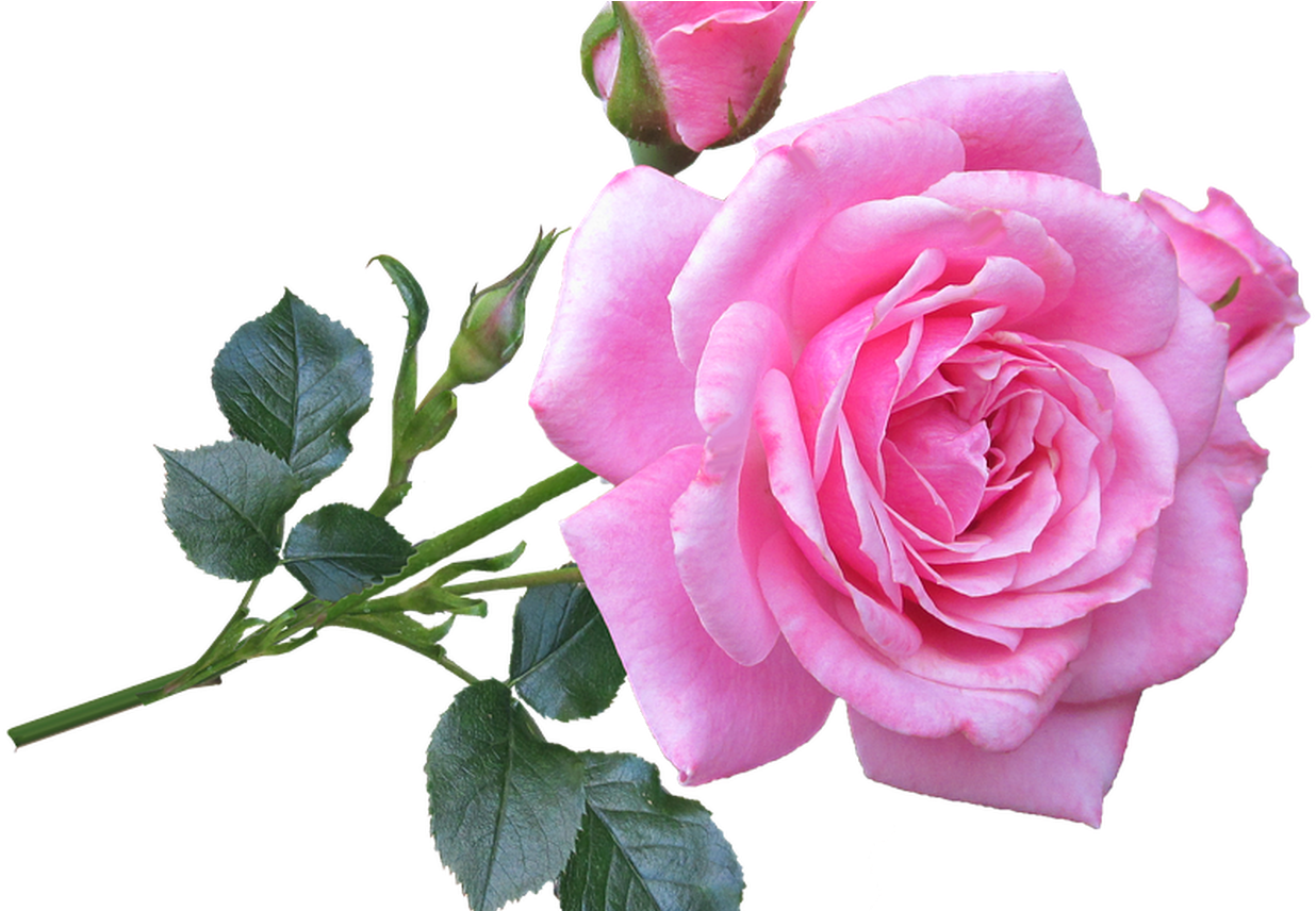 Download Blooming Pink Rose Transparent Background | Wallpapers.com