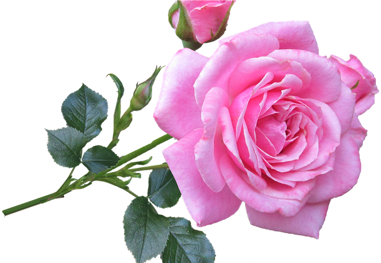 Blooming Pink Rose Transparent Background PNG