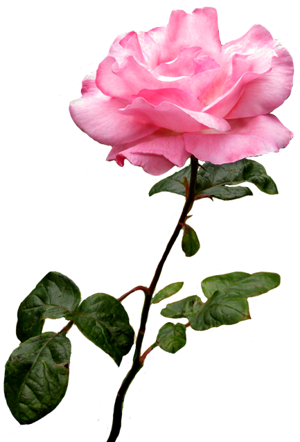 Blooming Pink Rose Transparent Background.png PNG
