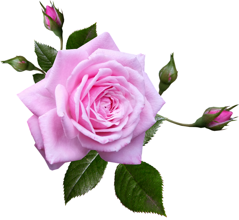 Blooming Pink Rose Transparent Background.png PNG