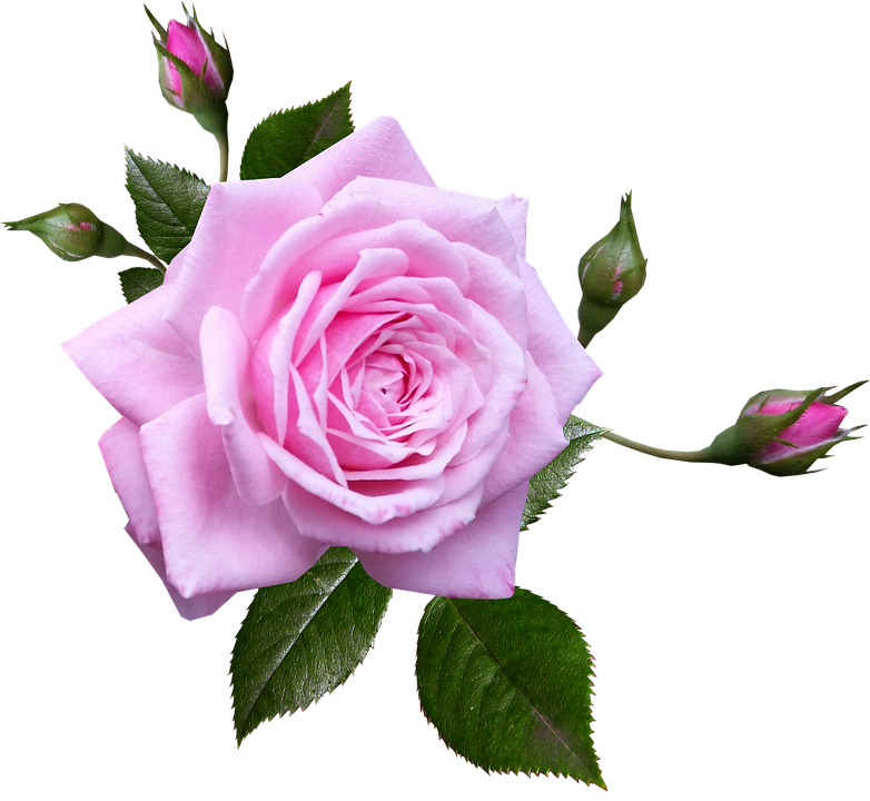 Download Blooming Pink Rose Transparent Background.png | Wallpapers.com