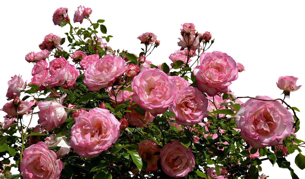 Blooming Pink Roses Against Black Background.jpg PNG