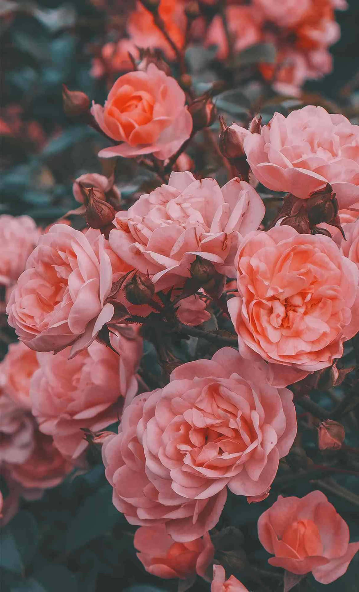 Blooming Pink Roses Background Wallpaper