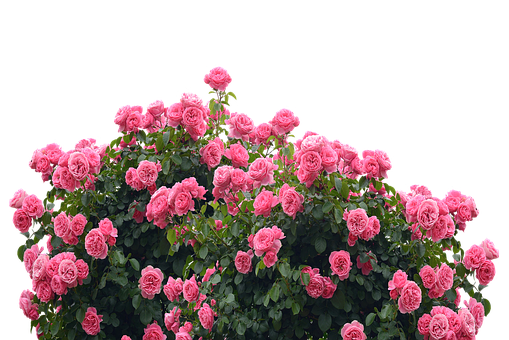 Blooming Pink Roses Black Background.jpg PNG