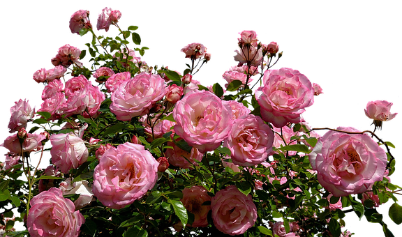 Blooming Pink Roses Black Background PNG
