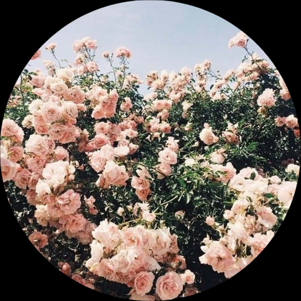 Blooming Pink Roses Circle Frame PNG