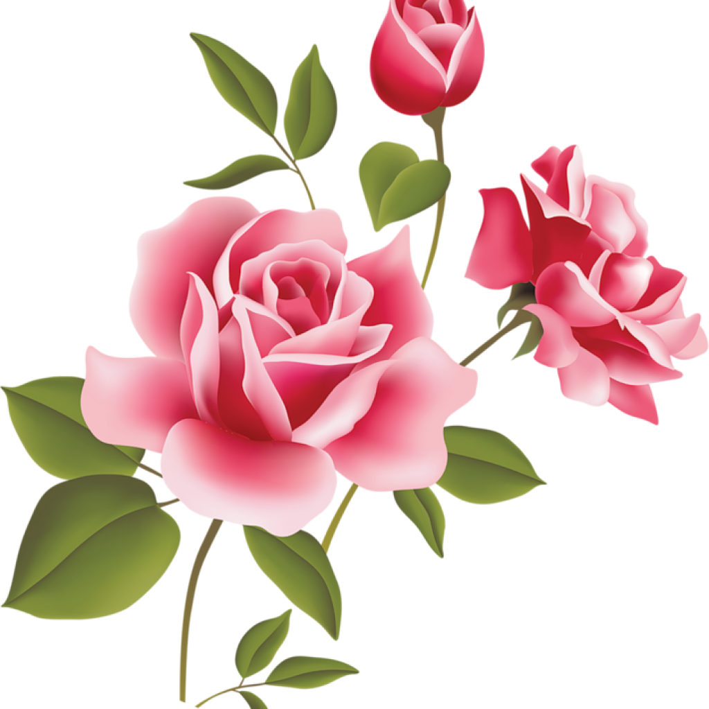 Blooming Pink Roses Illustration.png PNG