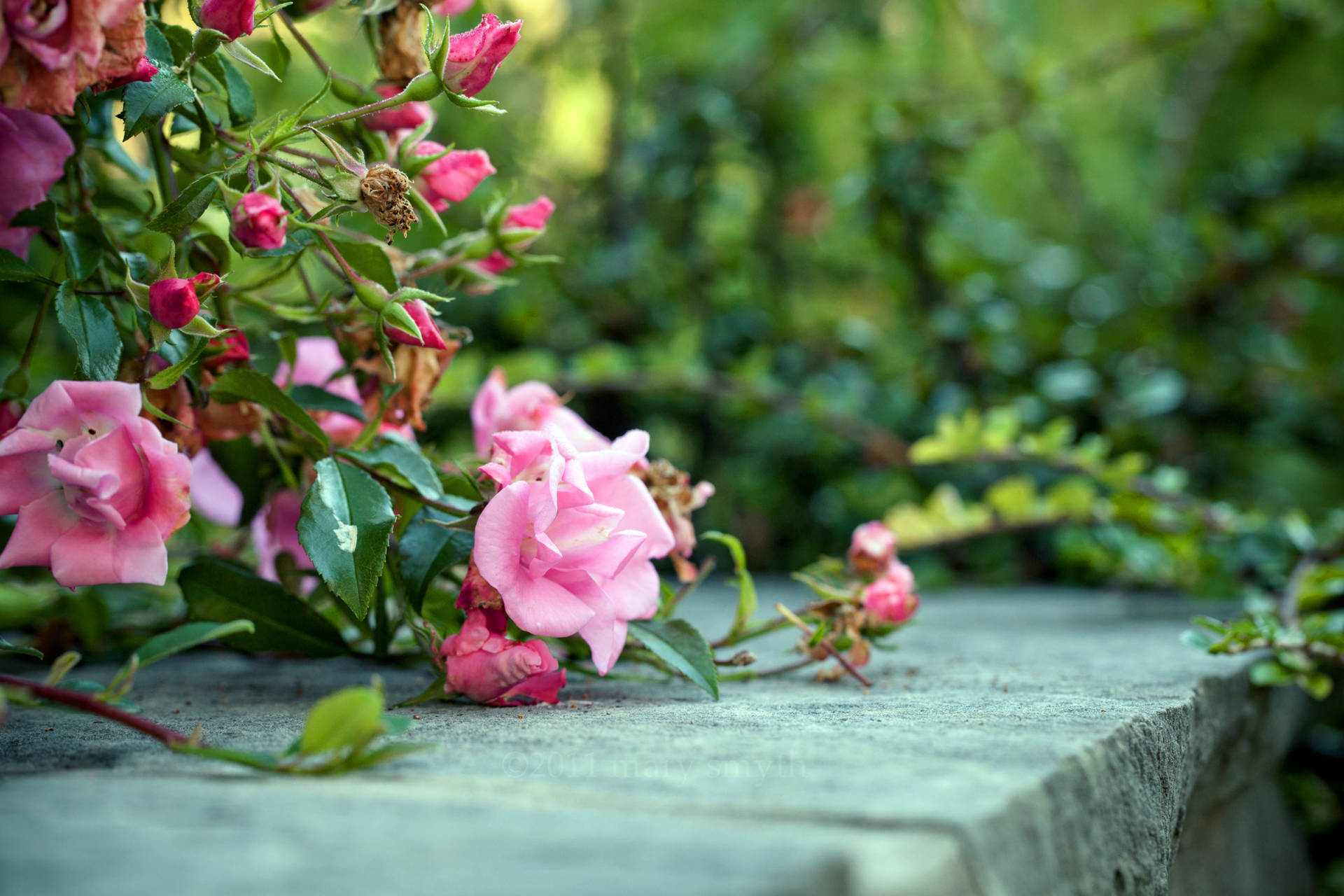 Blooming Pink Roses On Concrete Surface