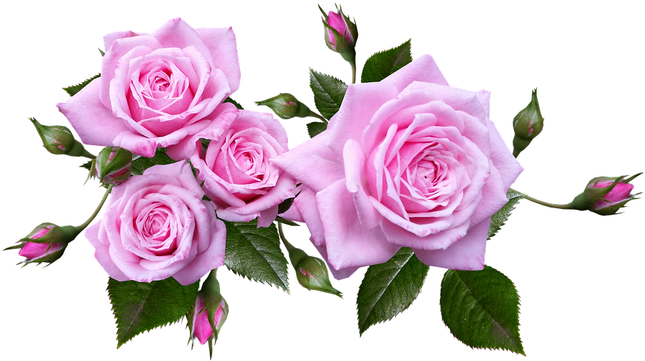 Blooming Pink Roses Transparent Background PNG