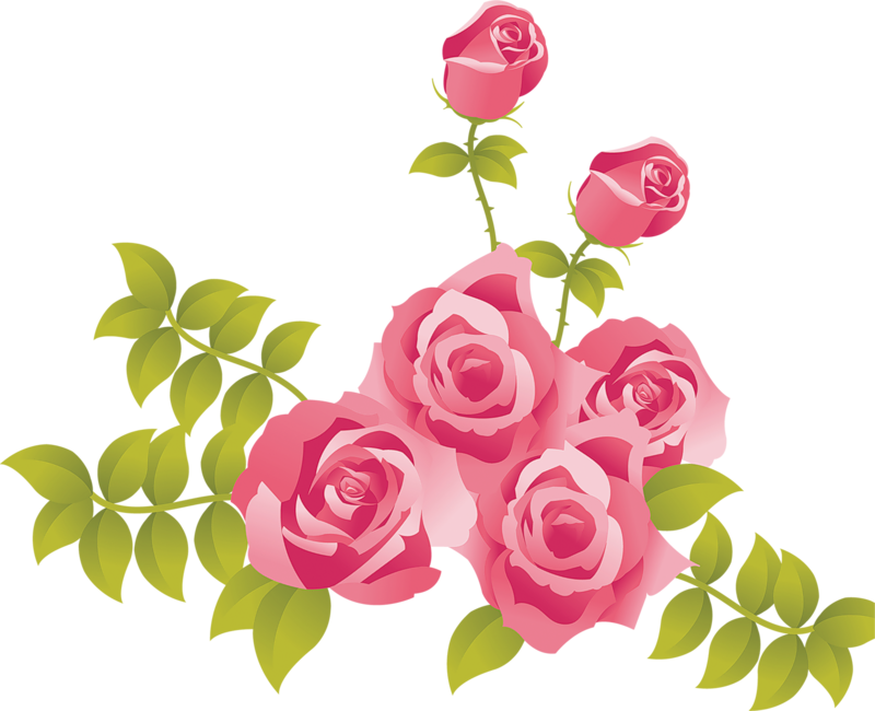 Blooming Pink Roses Vector PNG