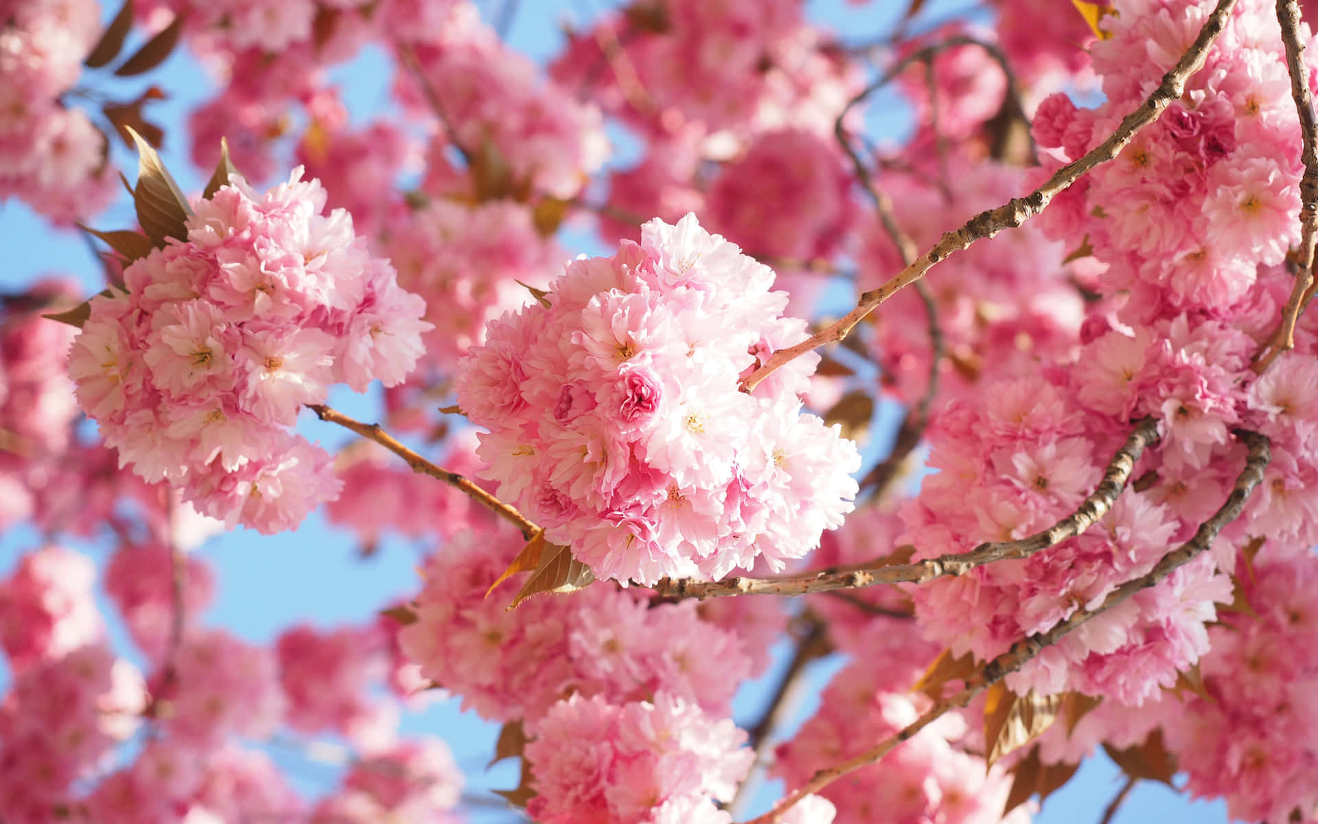 Blooming Pink Sakura Branches Wallpaper