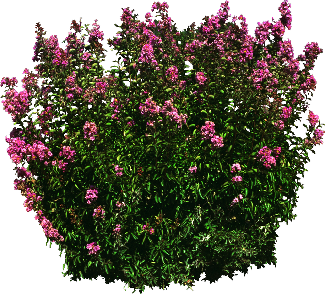 Blooming Pink Shrub3 D Render PNG