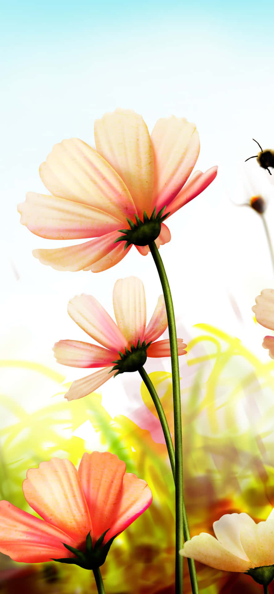 Blooming Pink Spring Daisy iPhone Wallpaper