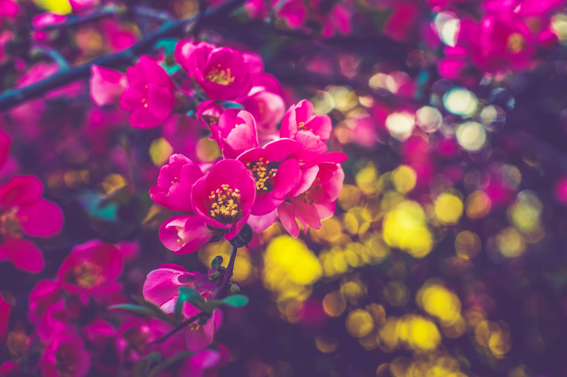 Blooming Pink Spring Flowers Wallpaper