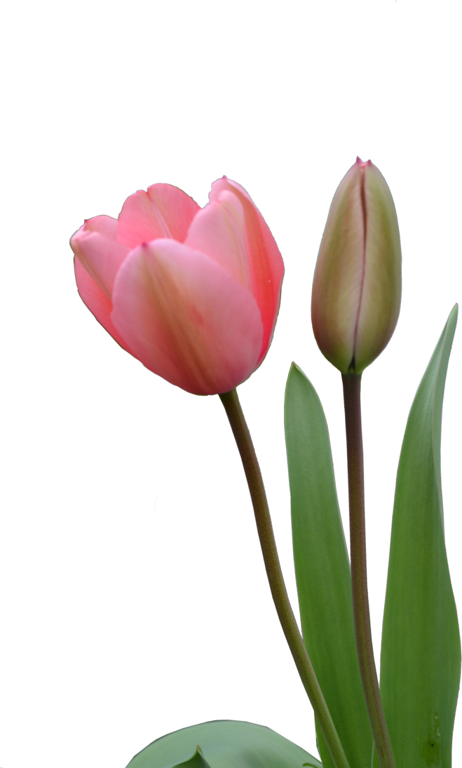 Blooming Pink Tulipand Bud PNG