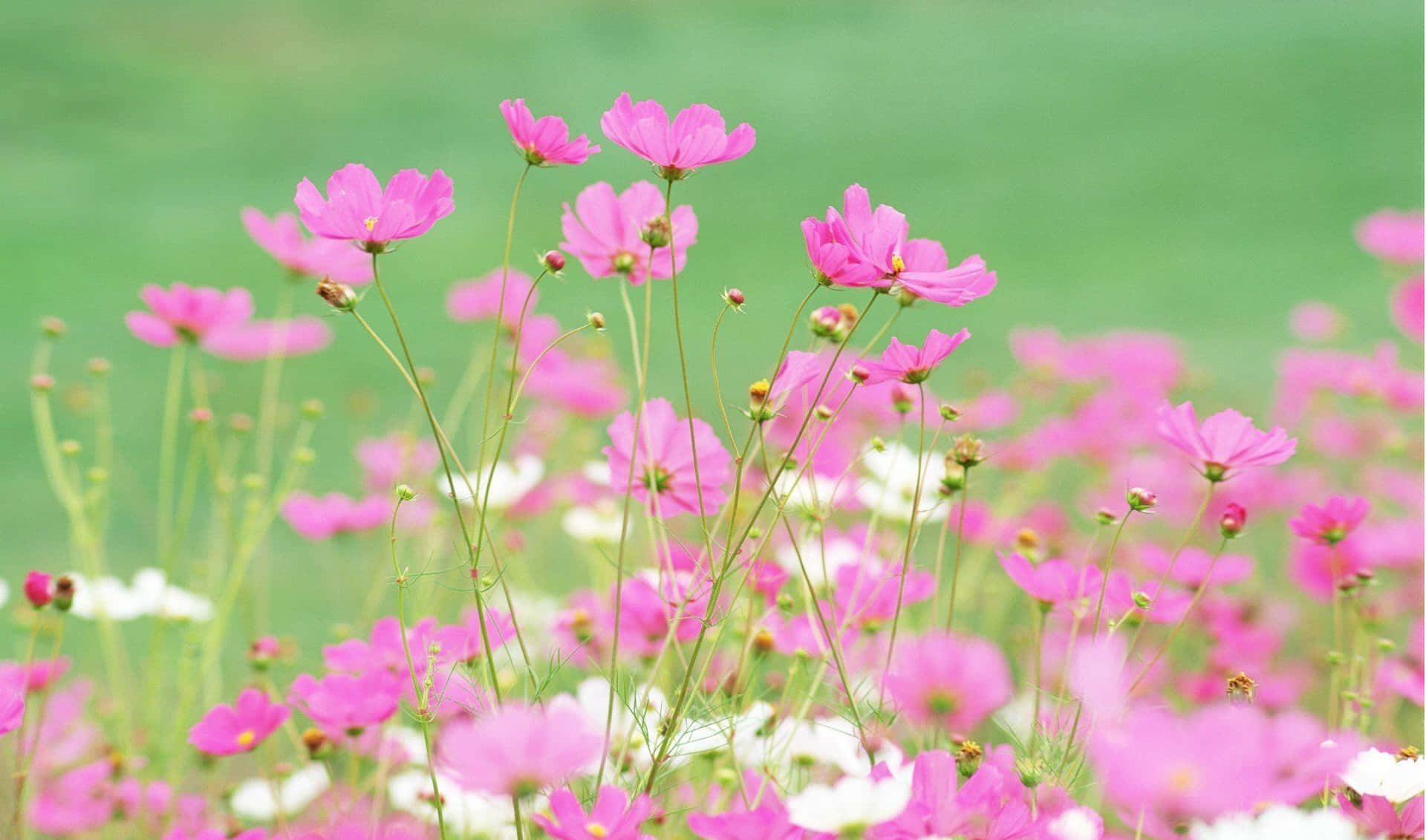 Blooming Pink Wildflowers Field Wallpaper