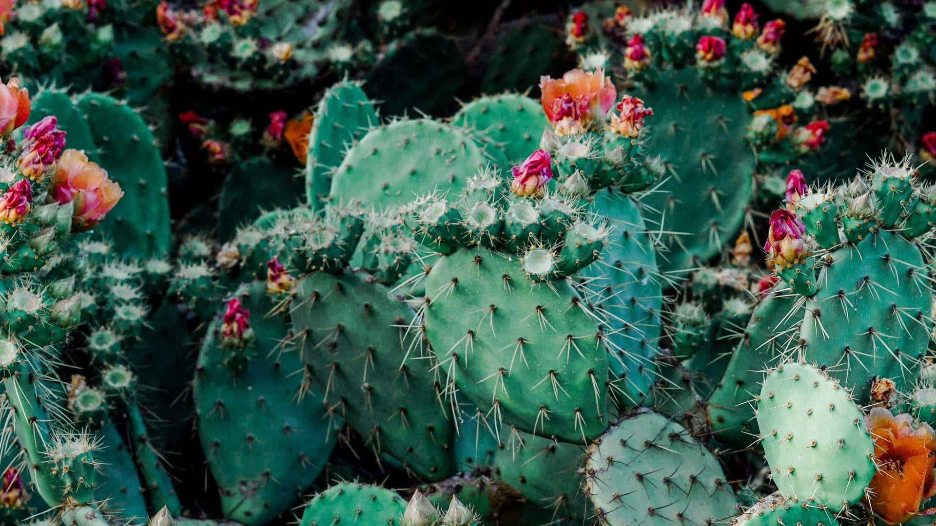 Blooming Prickly Pear Cactus Wallpaper