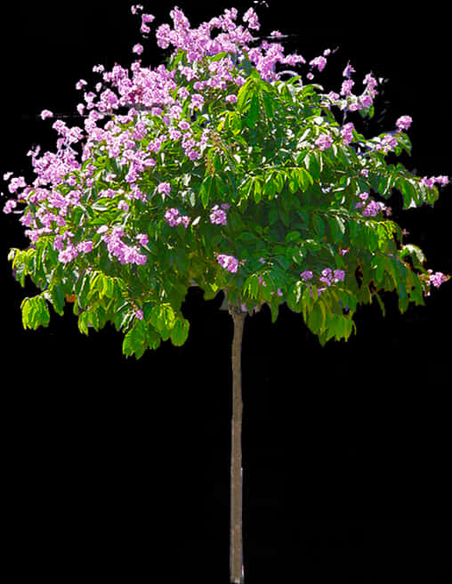 Blooming Purple Flower Treeon Black Background.jpg PNG