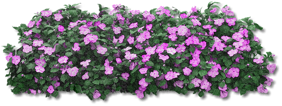 Blooming Purple Flowers Black Background PNG