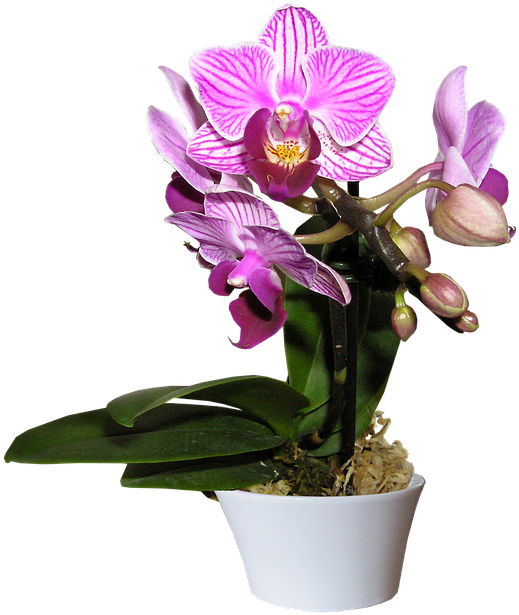 Blooming Purple Orchidin Pot PNG