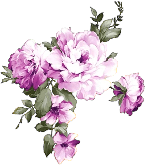 Blooming Purple Peony Flowers PNG