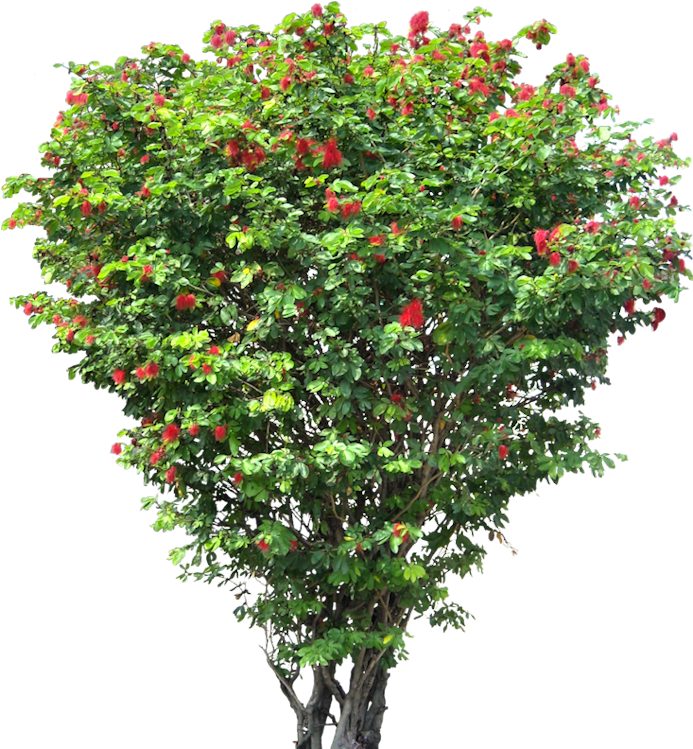 Blooming Red Flower Tree PNG