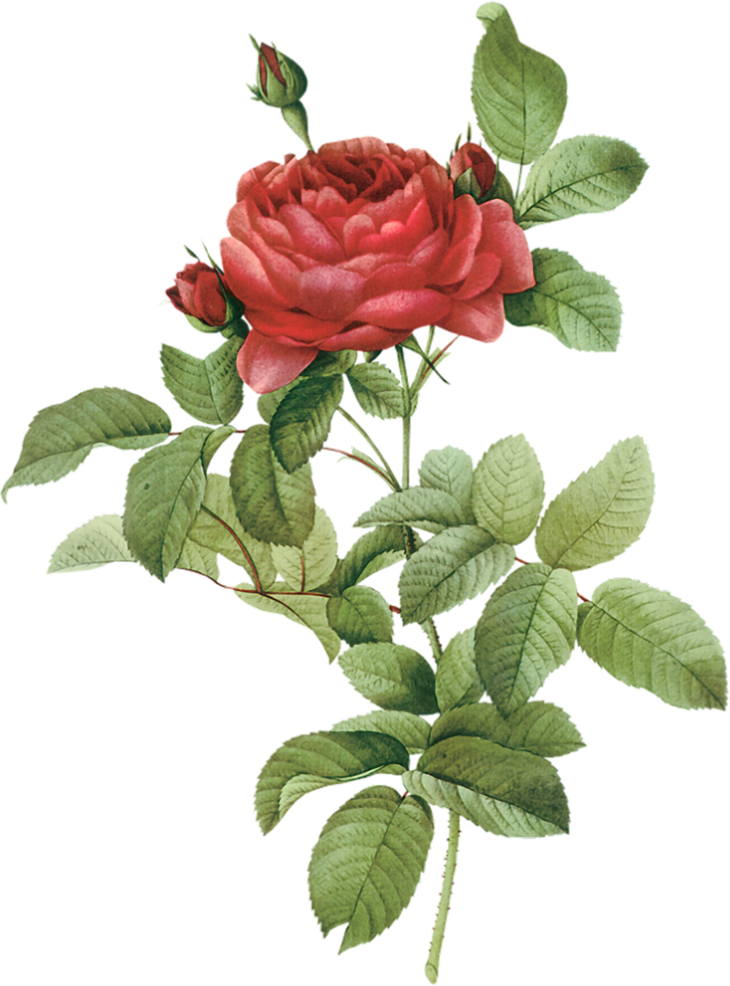 Blooming Red Rose Drawing.png PNG
