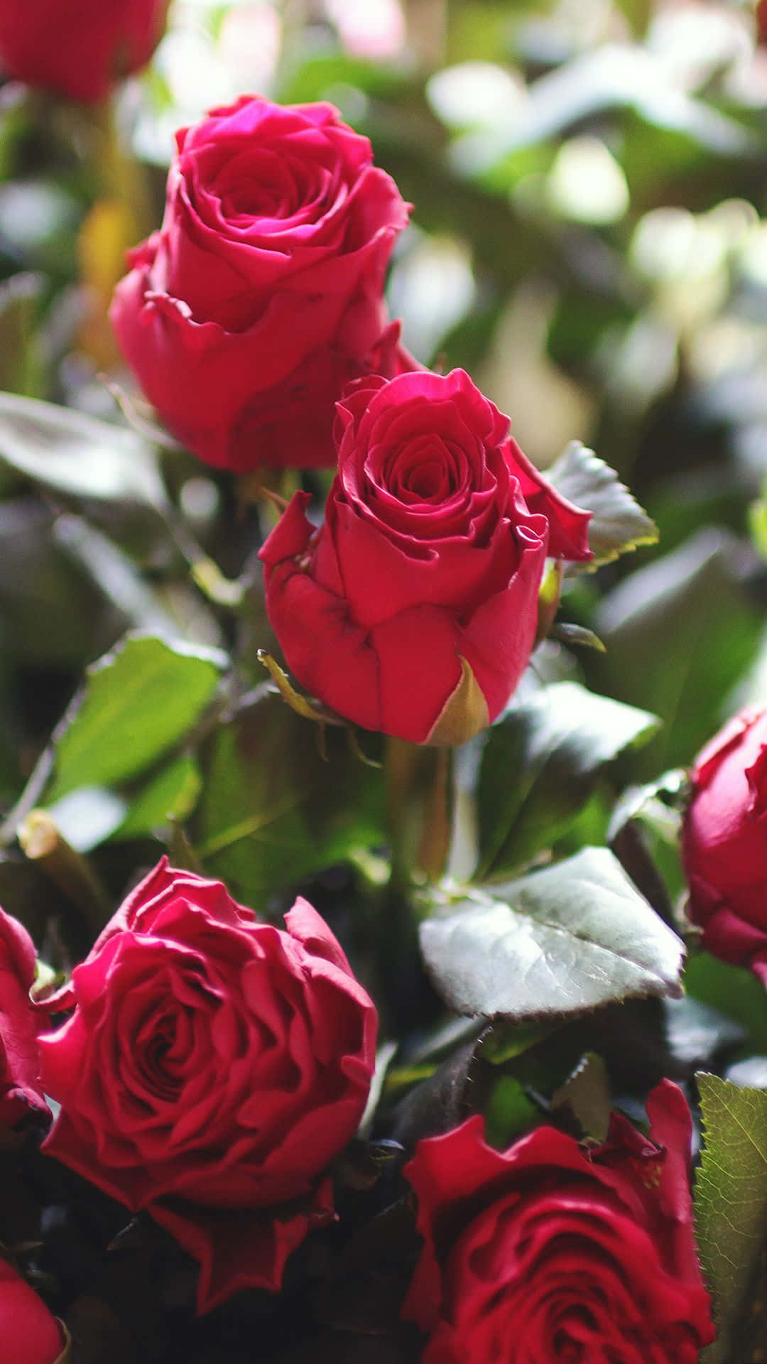 Blooming Red Rose On Nature's Canvas