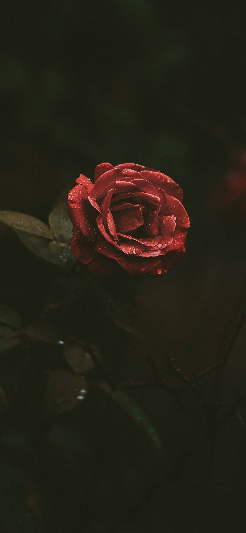 Originaliphone 4 Con Fondo De Pantalla De Una Rosa Roja Floreciendo. Fondo de pantalla