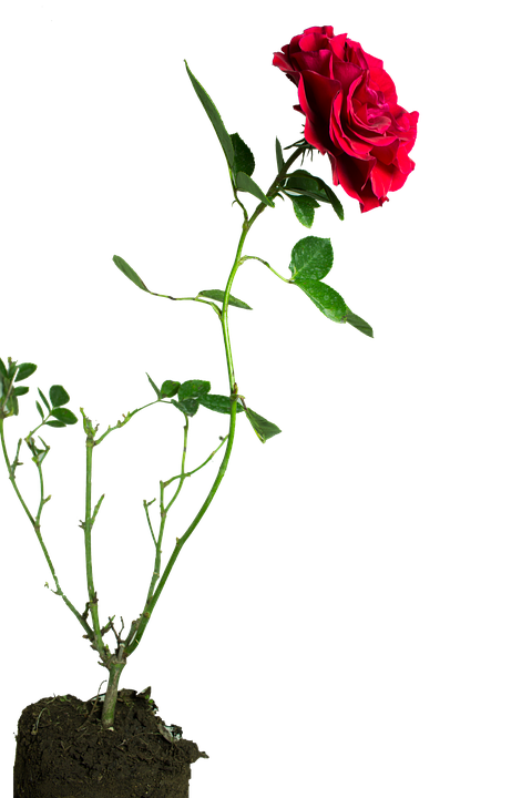 Blooming Red Rose Stem PNG