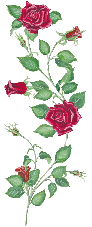 Blooming Red Roses Vine Artwork PNG