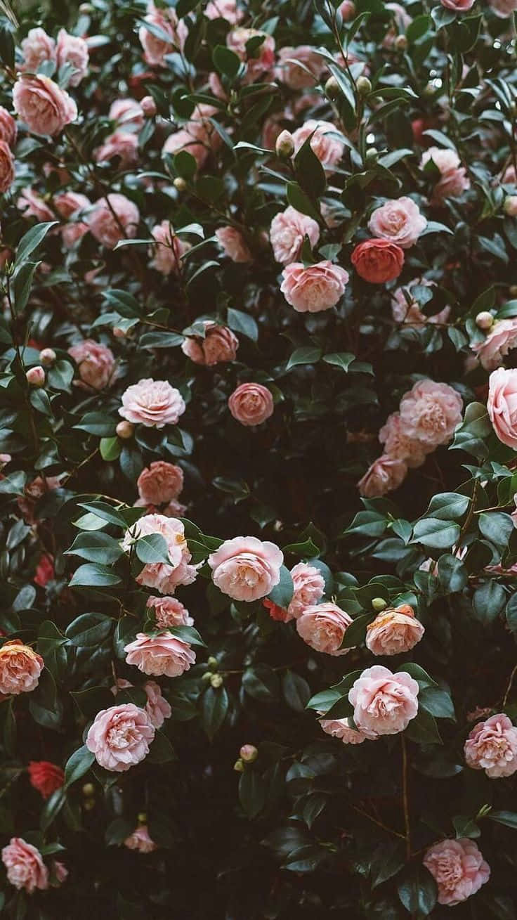 Blooming Romantic Rose Garden Wallpaper