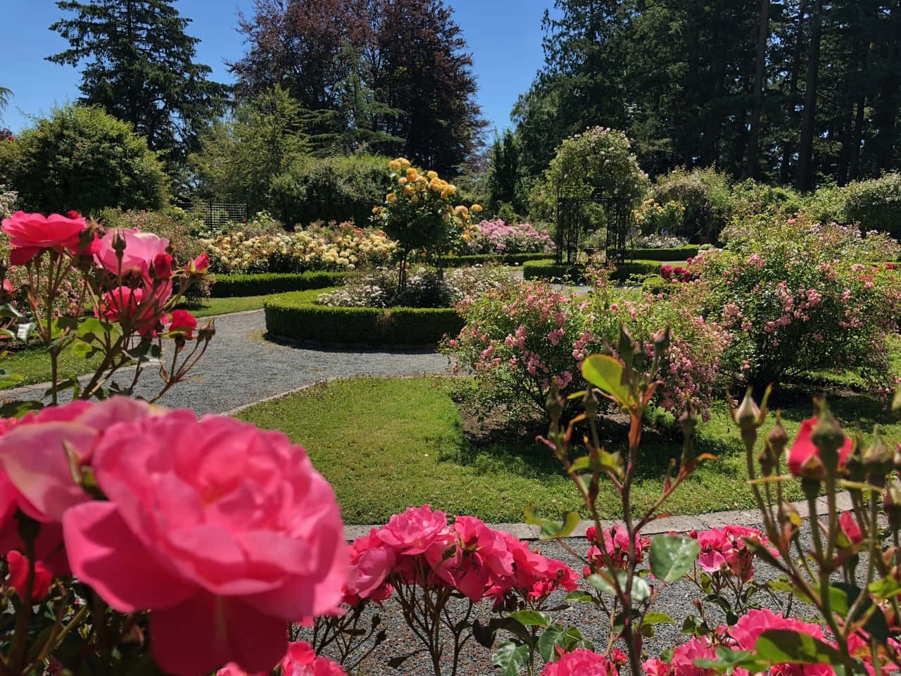 Sentier De Jardin De Roses Épanouies Fond d'écran