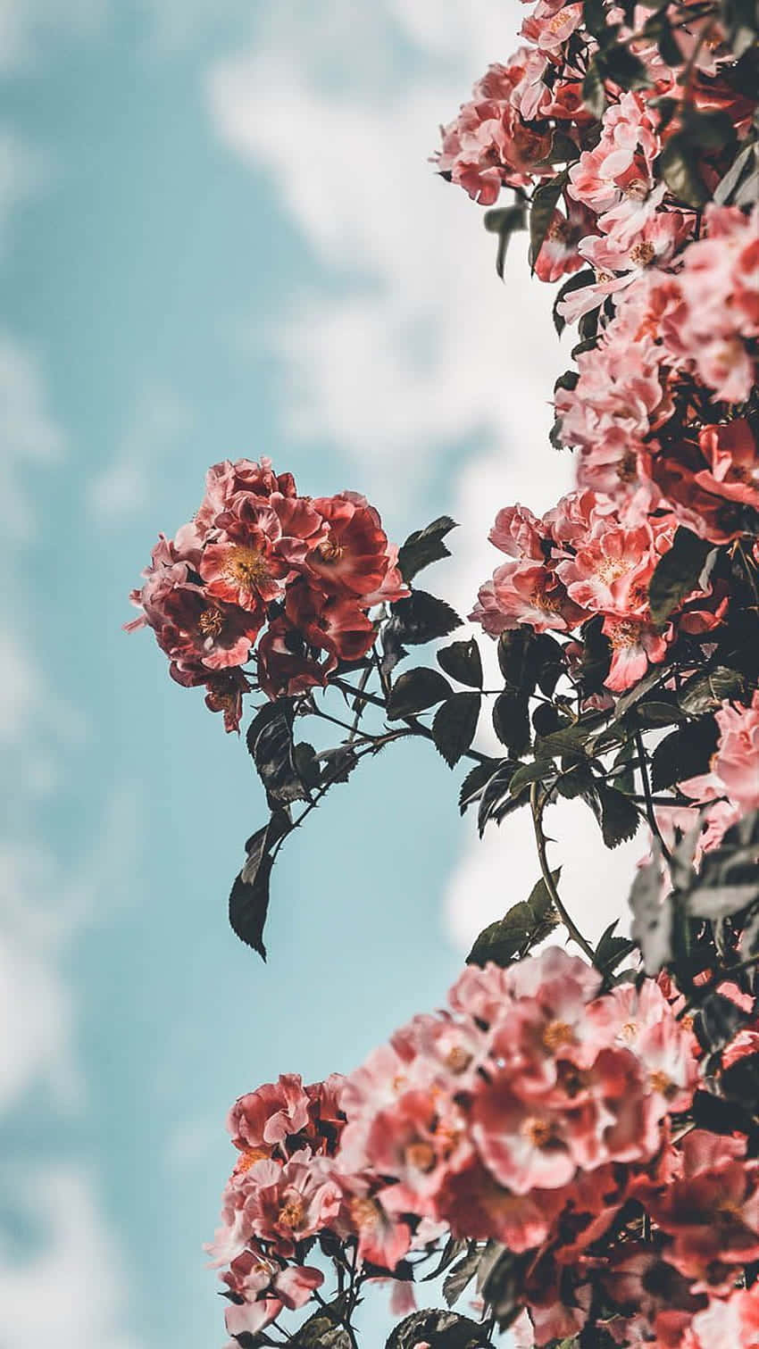 Blooming Roses Against Blue Sky Wallpaper