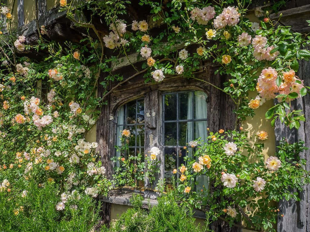 Blooming Roses Cottage Window Wallpaper