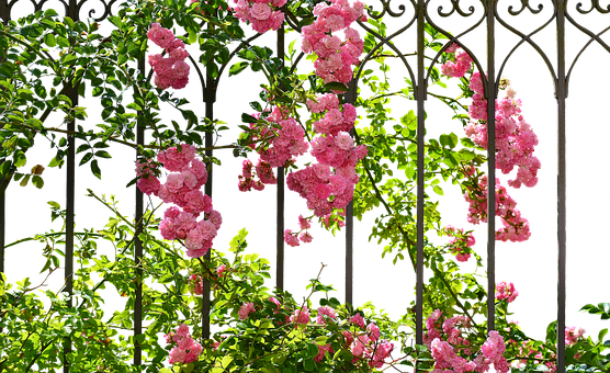 Blooming Roseson Garden Trellis.jpg PNG