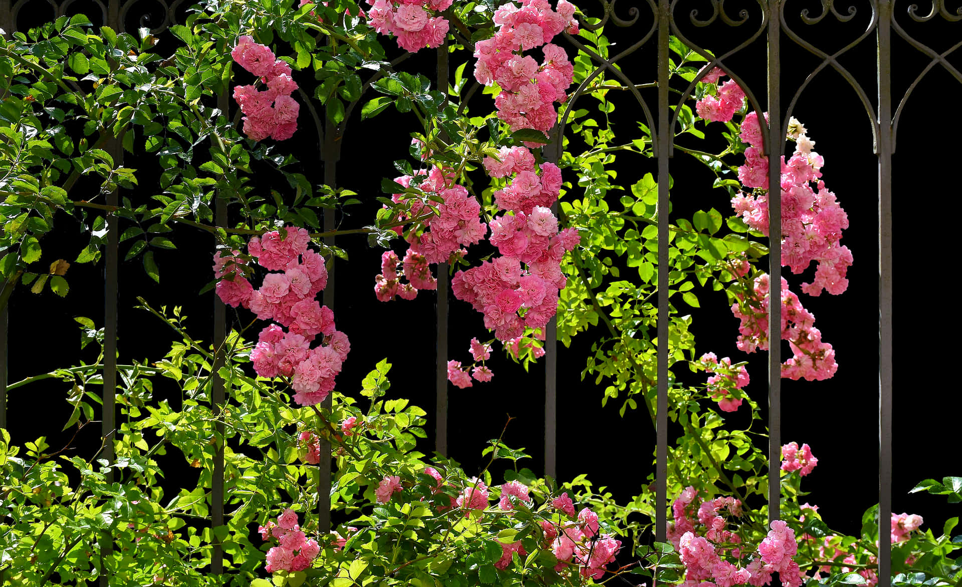 Blooming Roseson Garden Trellis PNG