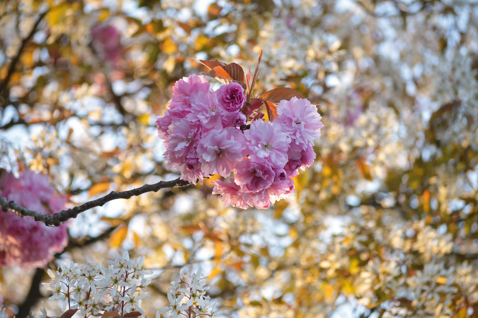 Blooming Sakura Branches.jpg Wallpaper