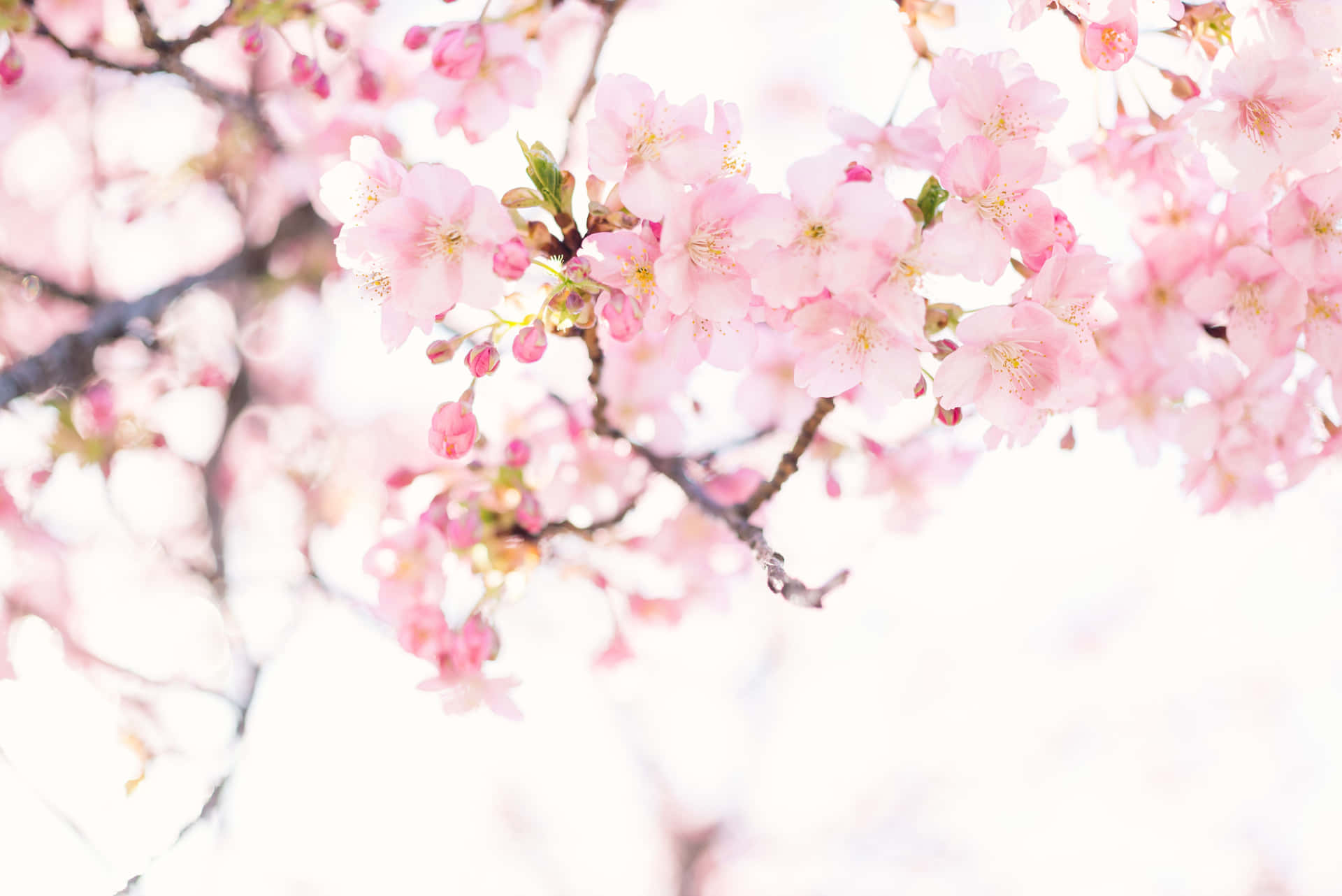 Blooming Sakura Branches Wallpaper