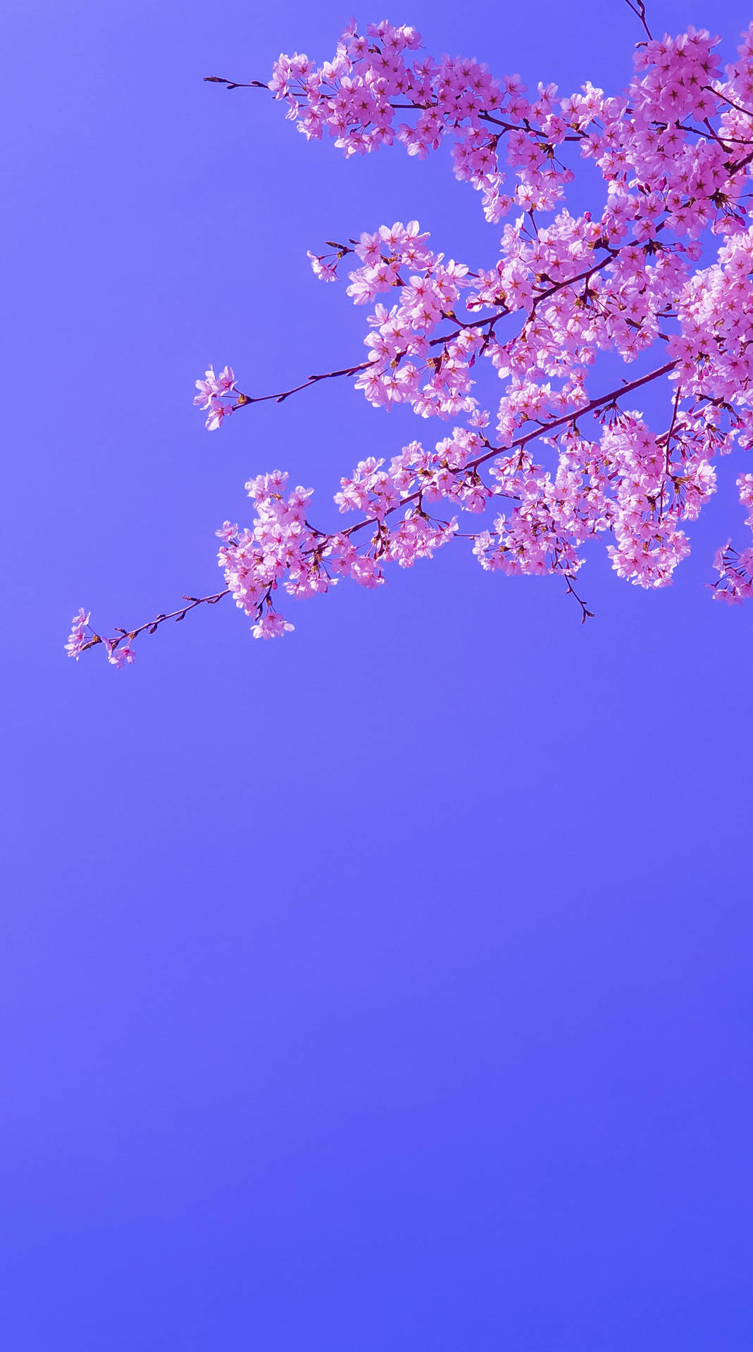“A magical moment in the Japanese spring” Wallpaper