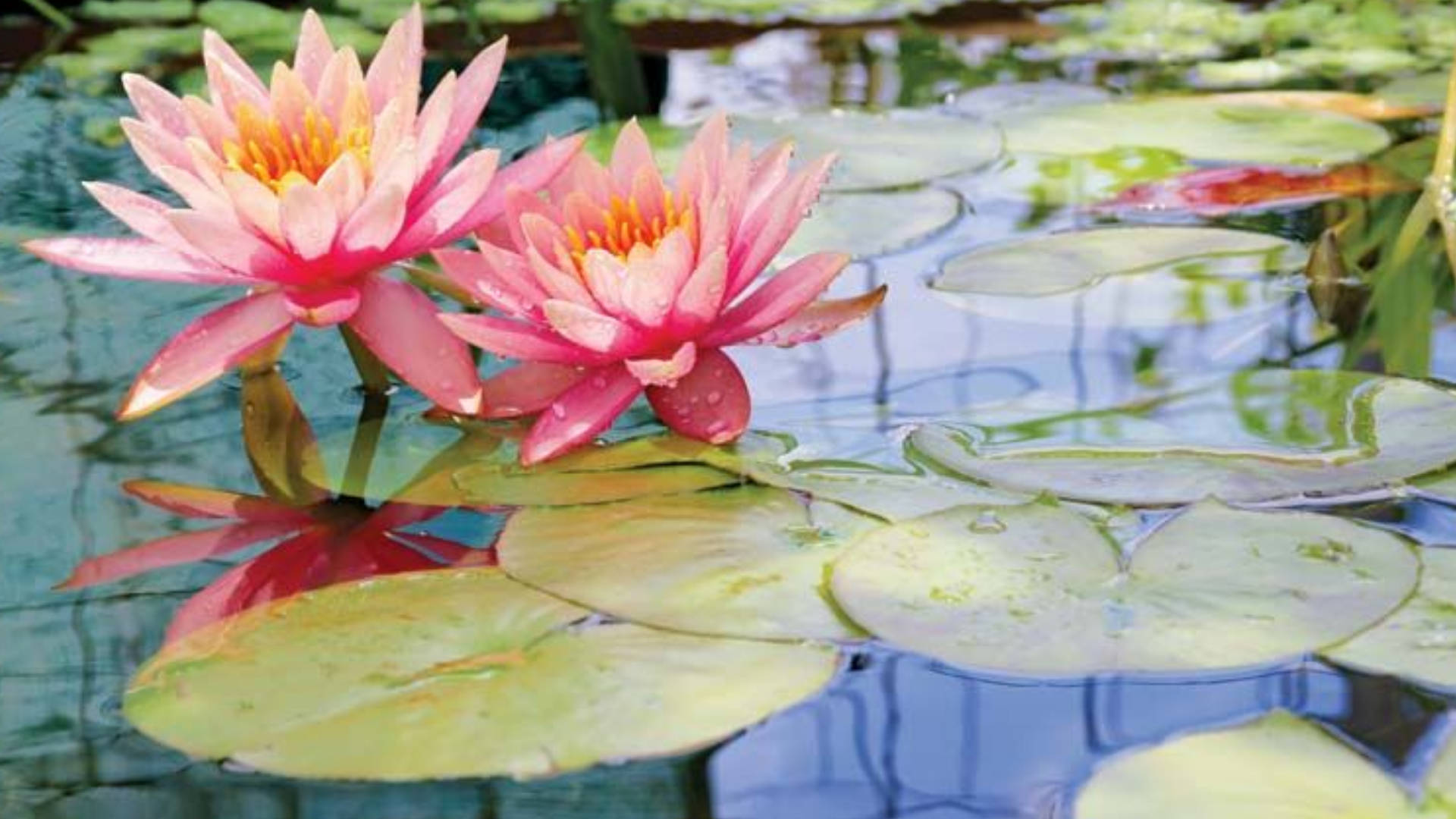 Free Water Lily Wallpaper Downloads, [100+] Water Lily Wallpapers for FREE  