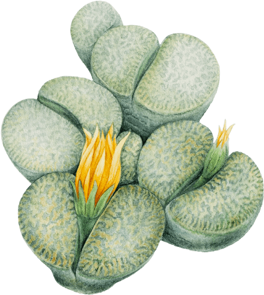 Blooming Succulent Illustration.png PNG