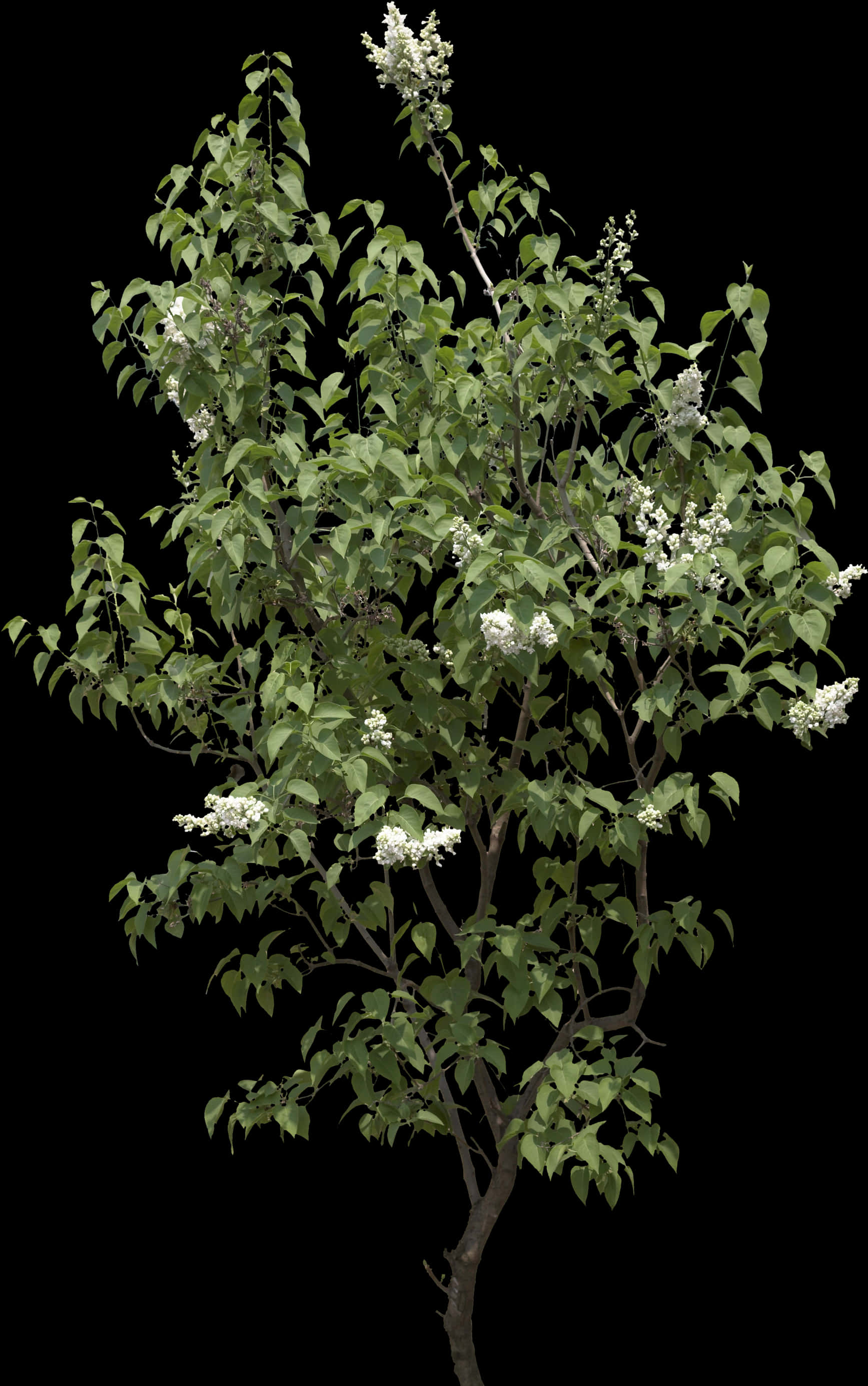 Blooming Tree Black Background PNG