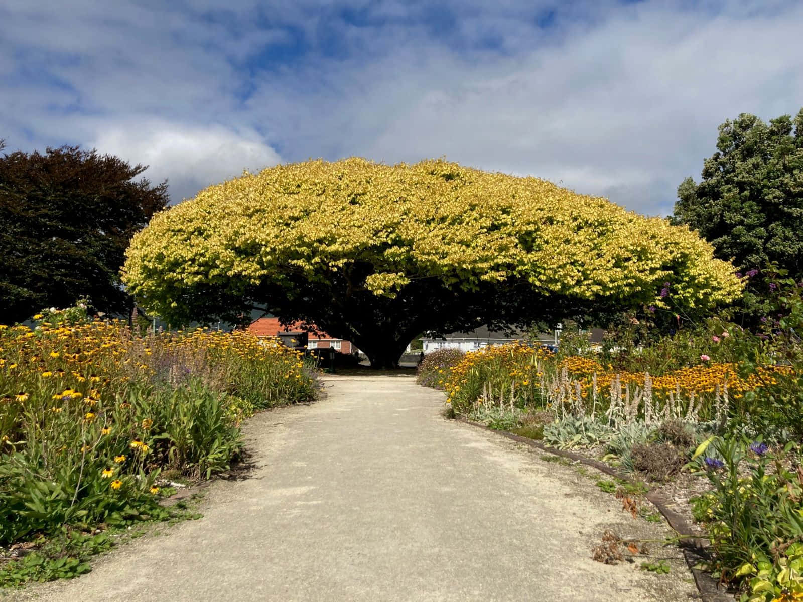 Blooming Tree Over Pathway Lower Hutt Wallpaper