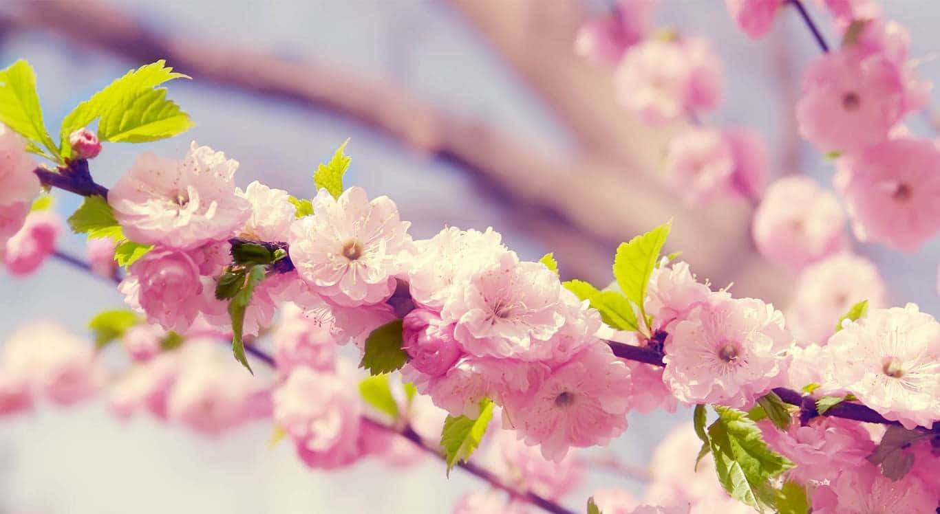 Captivating Spring Blossoms Wallpaper